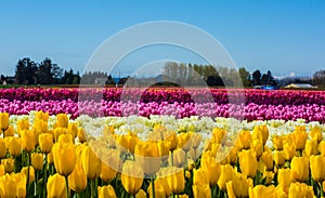 Yellow Daffodil Tulip Flower Fields