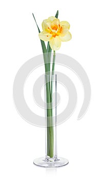 Yellow daffodil in vase