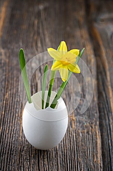 Yellow daffodil in a white egg shell