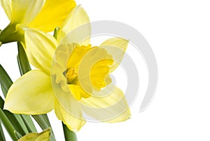 Yellow Daffodils photo