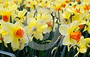 Yellow daffodils