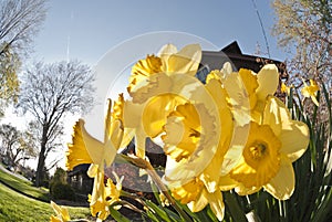 Yellow Daffodils