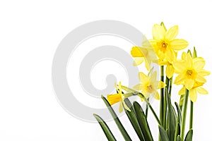 Yellow daffodils