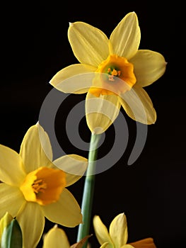 Yellow daffodils