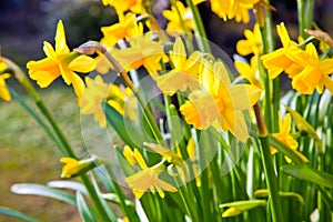 Yellow daffodils