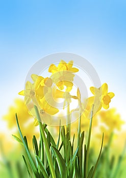 Yellow Daffodils Against a Blue Sky