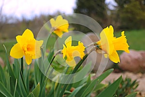 Yellow daffodils also known as narcissus, jonquil and daffadowndilly. Selective focus