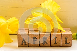 Yellow daffodils in april month