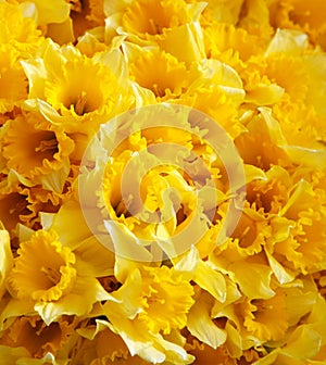 Yellow daffodils background