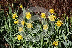 Yellow daffodils in bloom on sunny spring day