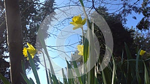 Yellow daffodils - blooming flowers in the spring garden. Natural background. Beautiful wild daffodil flower.