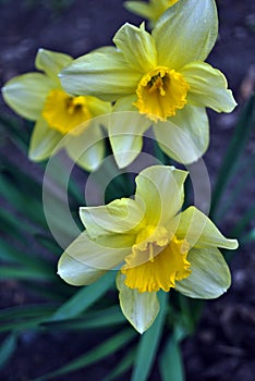 Yellow daffodils blooming group Narcissus, Pseudonarcissus DC, Ajax Spach with green leaves, growing plant