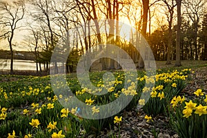 yellow daffodils blooming on the hills in the forest at sunset.