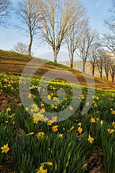 yellow daffodils blooming on the hills in the park