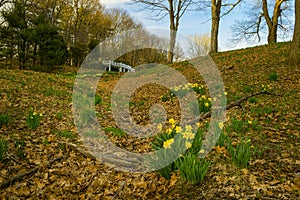 yellow daffodils blooming on the hills in the park