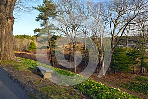 yellow daffodils blooming on the hills in the park. Bench with a view of a flowering meadow