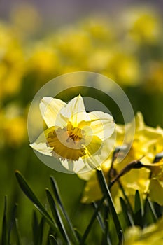 Yellow daffodils blooming in spring