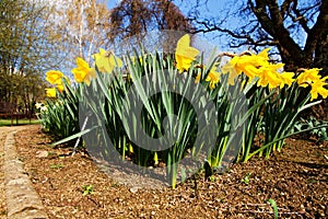 Yellow daffodils