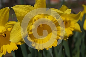 Yellow daffodils in the bright sun
