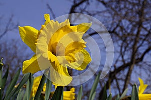 Yellow daffodils in the bright sun