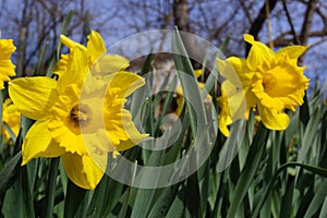 Yellow daffodils in the bright sun