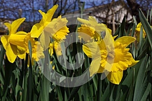 Yellow daffodils in the bright sun
