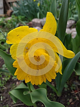 Yellow daffodils in the bright sun