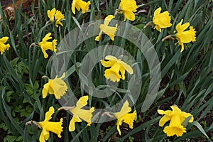 Yellow daffodils in the bright sun