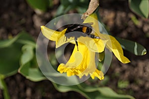 Yellow daffodils in the bright sun