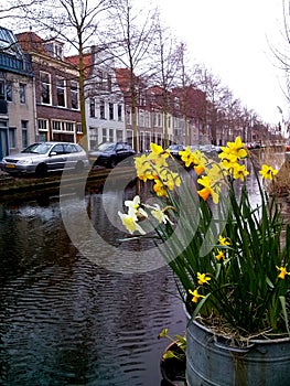 Yellow daffodils in a bucket near a channel in Delft, the Netherlands, in spring. Buildings on background