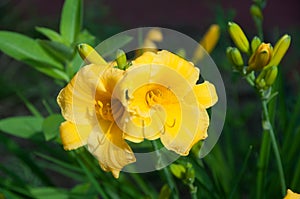 Yellow Daffodils and Buds