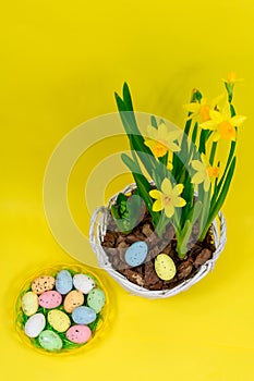 Yellow daffodils with bulbs in a large pot with eggs for Easter on a yellow background. Easter concept. View from above