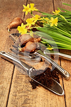 Yellow daffodils and bulbs with tools on wood table