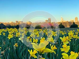 Yellow daffodils in city park