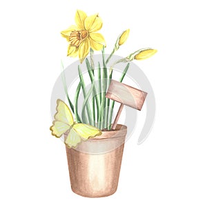 Yellow daffodils in clay flower pot with sign and butterfly. Isolated hand drawn watercolor illustration spring