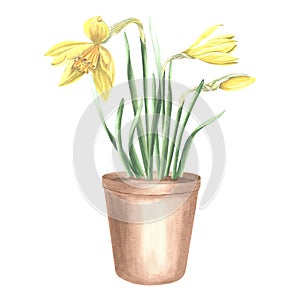 Yellow daffodils in clay flower pot tied with ribbon and tag. Isolated hand drawn watercolor illustration spring