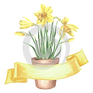 Yellow daffodils in clay flower pot tied with ribbons banner. Isolated hand drawn watercolor illustration spring