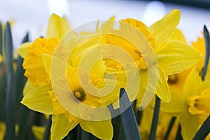 Yellow daffodils closeup