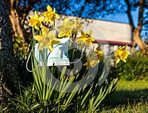 Yellow Daffodils Covert-19