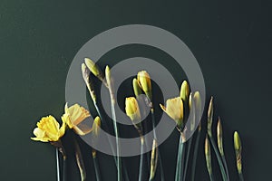 Yellow daffodils on dark teal background minimalistic flatlay, copy space, flower, springtime, bloom