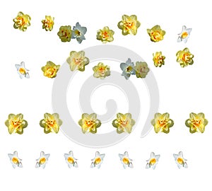 Yellow daffodils design