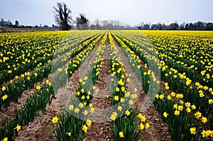 Yellow daffodils on a farm