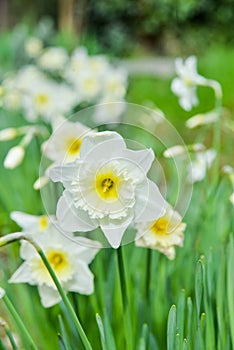 Yellow daffodils flower beds, first spring flowers in the garden photo