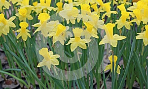 Yellow Daffodils flower in pot