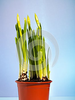 Yellow Daffodils in a Flower pot. hyacinth flowerbulbs ready for planting in the flowerbed. spring flowers