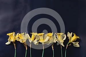 yellow daffodils flowers on dark background
