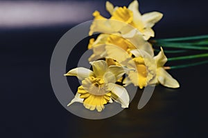 yellow daffodils flowers on dark background