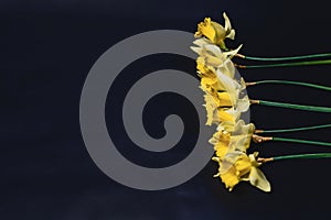 yellow daffodils flowers on dark background