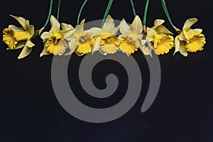 yellow daffodils flowers on dark background