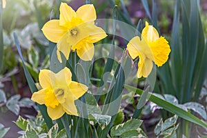 Yellow daffodils flowers on a green spring background. Narcissus pseudonarcissus